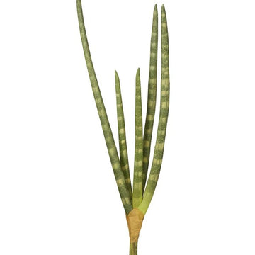 12" Snake Grass