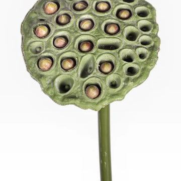 24" Lotus Seed Stem