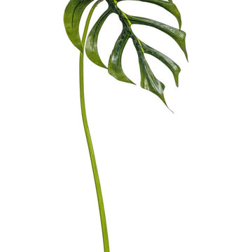 25.5" Monstera Dilacerata Leaf Stem