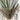 6' Pony Tail Palm Tree - UV Treated