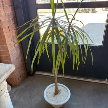 Botanic Dragon Tree