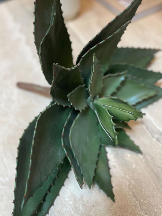 Agave Plant - Medium