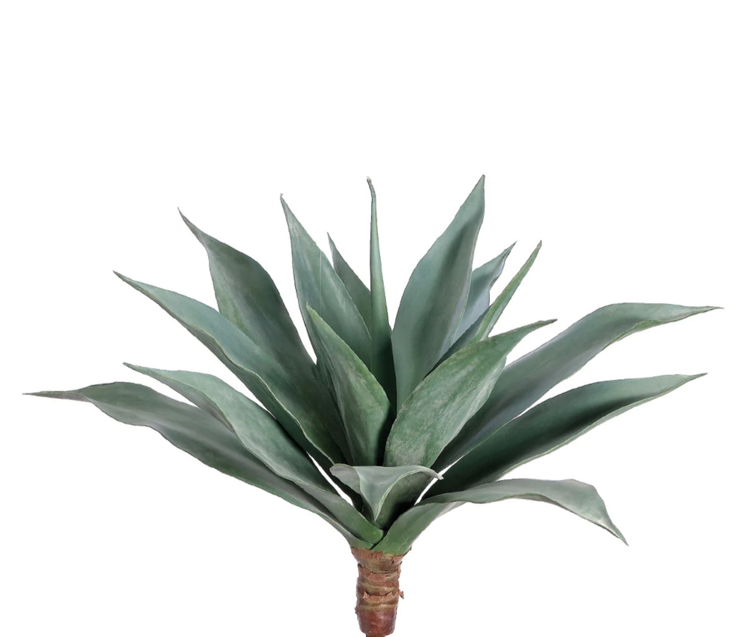 Smooth Agave Plant - Large